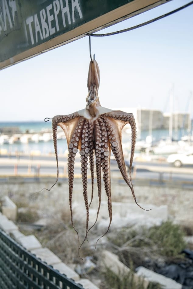 Photo by Milada Vigerova on Unsplash octopus